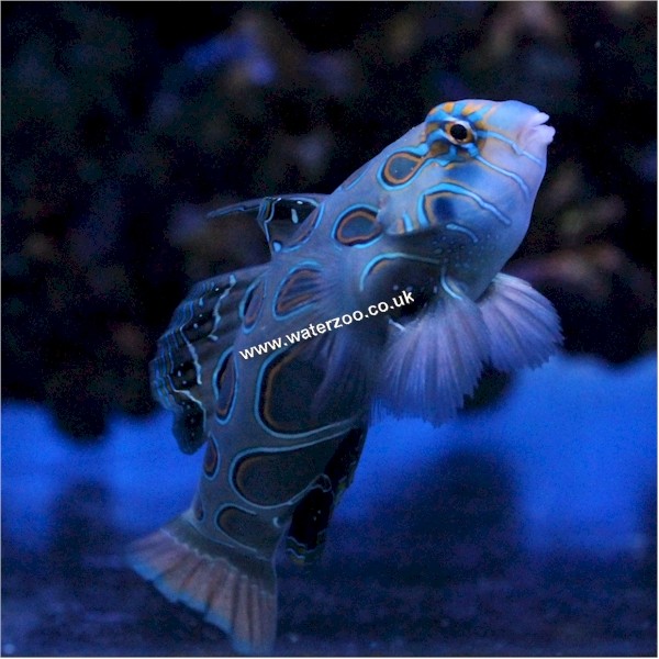 Mandarin Spotted The WaterZoo Tropical fish marine fish & aquariums